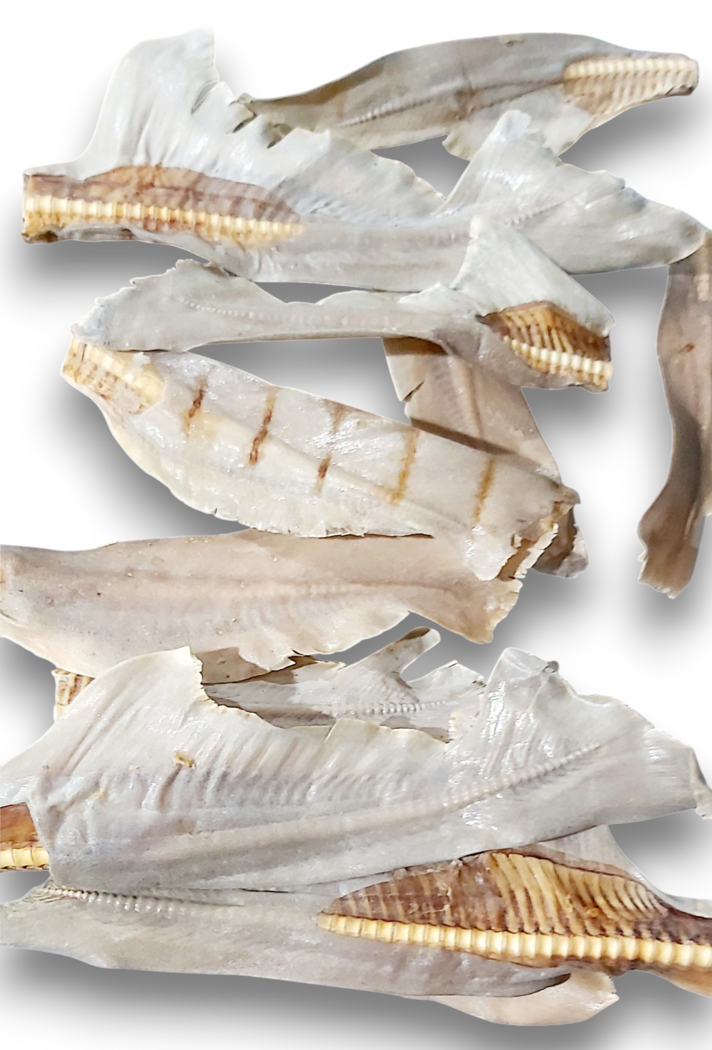 Shark Tail Fin 100% Natural Australian Pet Treats